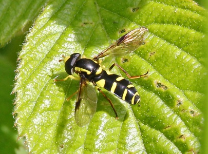 Xanthogramma pedissequum, male, hoverfly, Alan Prowse